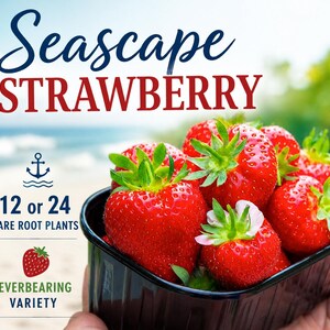 May include: A black plastic container filled with bright red Seascape strawberries with green stems. Text reads: Seascape STRAWBERRY, 12 or 24 BARE ROOT PLANTS, and EVERBEARING VARIETY, accompanied by an anchor icon and a small strawberry graphic.