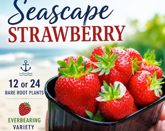 May include: A black plastic container filled with bright red Seascape strawberries with green stems. Text reads: Seascape STRAWBERRY, 12 or 24 BARE ROOT PLANTS, and EVERBEARING VARIETY, accompanied by an anchor icon and a small strawberry graphic.