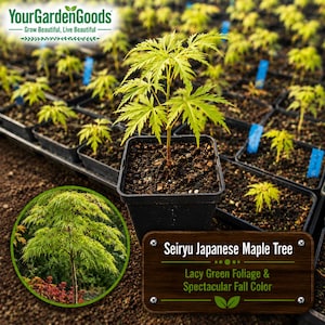May include: A young Seiryu Japanese Maple tree in a black plastic nursery pot, featuring lacy green foliage. The image includes a circular inset showing a mature tree and a wooden sign with the text: Seiryu Japanese Maple Tree, Lacy Green Foliage & Spectacular Fall Color.