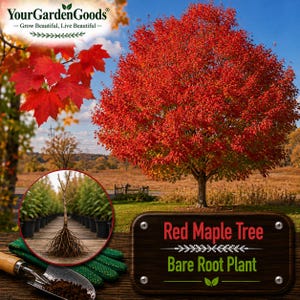 Red Maple Tree | Acer rubrum Bare Root Plant, Fast Growing Shade Tree