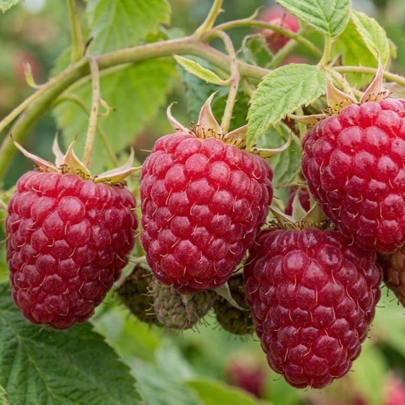 Thronless Raspberry Plants Joan J Thornless Raspberry Plant | Everbearing Red Berry Bush, High ...