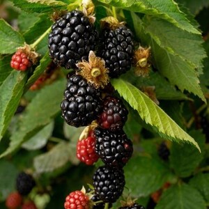 May include: A cluster of blackberries hanging from a green leafy vine. The fruit ranges in color from deep black to bright red, showing various stages of ripeness. Each berry is composed of small, rounded drupelets with visible stems and sepals.