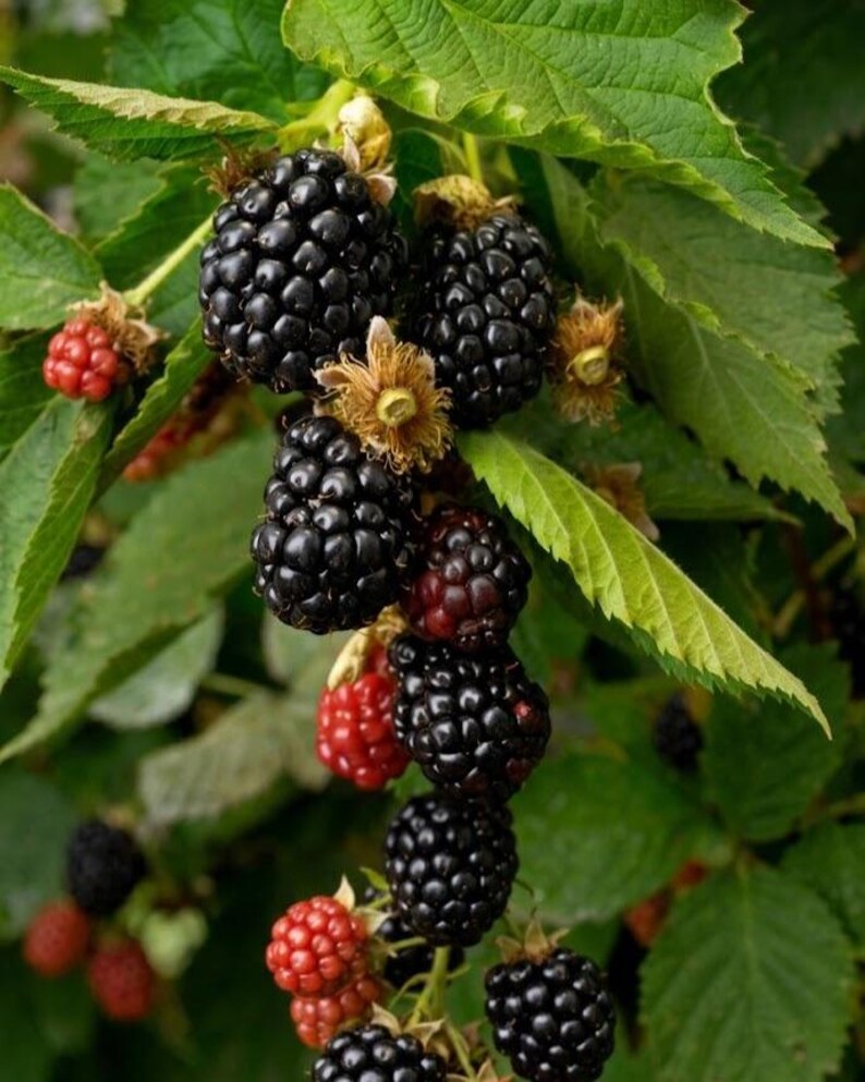 May include: A cluster of blackberries hanging from a green leafy vine. The fruit ranges in color from deep black to bright red, showing various stages of ripeness. Each berry is composed of small, rounded drupelets with visible stems and sepals.