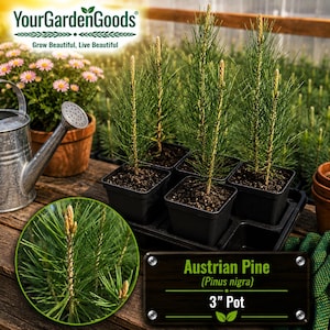 May include: Four young Austrian Pine saplings in black 3-inch square plastic pots arranged in a tray. The plants have green needles and light-colored tips. A metal watering can and pink flowers are visible nearby. Text reads Austrian Pine 3" Pot.
