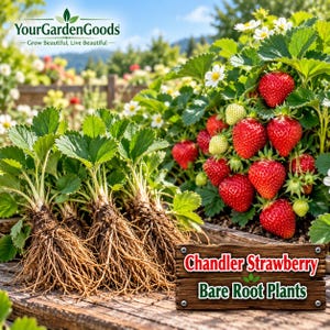 May include: Chandler strawberry bare root plants with exposed brown roots and green leaves, positioned next to a mature strawberry plant bearing bright red berries, white flowers, and green foliage, with a wooden sign reading Chandler Strawberry Bare Root Plants.