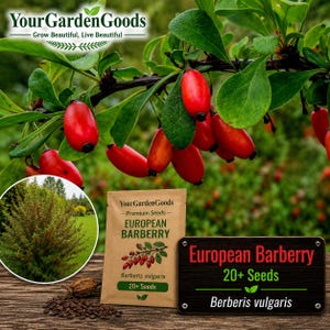 20+ European Barberry Seeds | Berberis vulgaris Medicinal Hedge Shrub Seeds