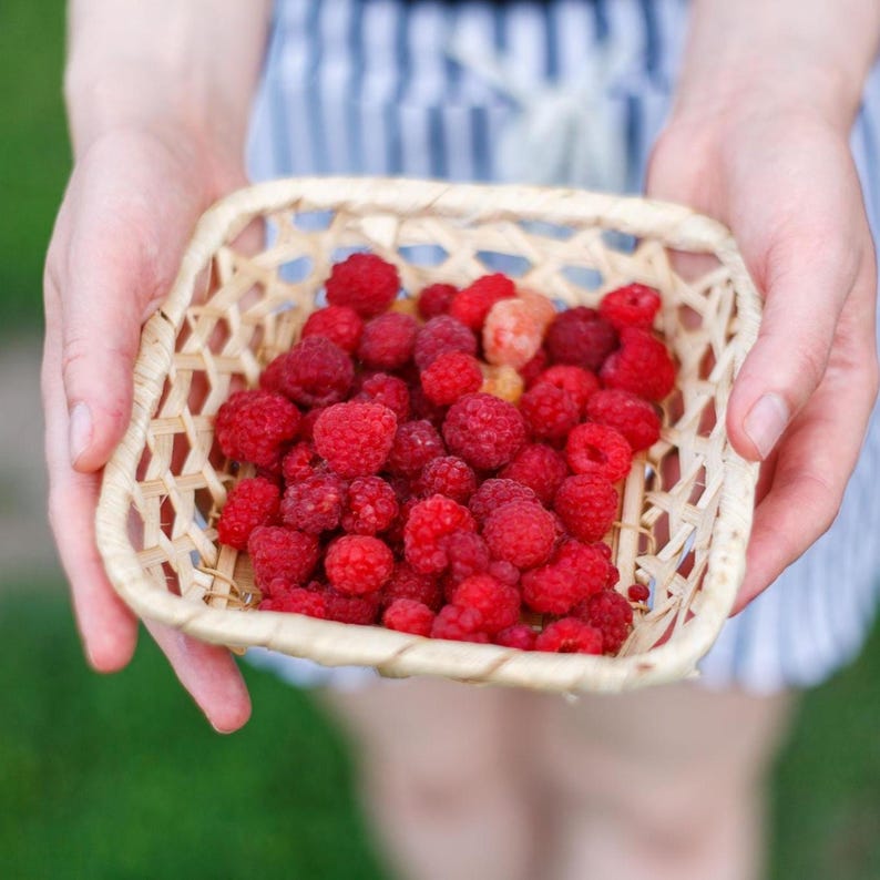 May include: A square, light-colored woven basket filled with a large quantity of fresh, ripe red raspberries. The basket features a lattice-style weave pattern and is constructed from thin, flexible strips of natural wood or reed material.