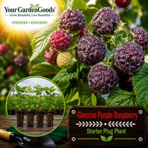 Glencoe Thornless Purple Raspberry Starter Plug | Rare Rubus Berry Plant (3–4" Tall)