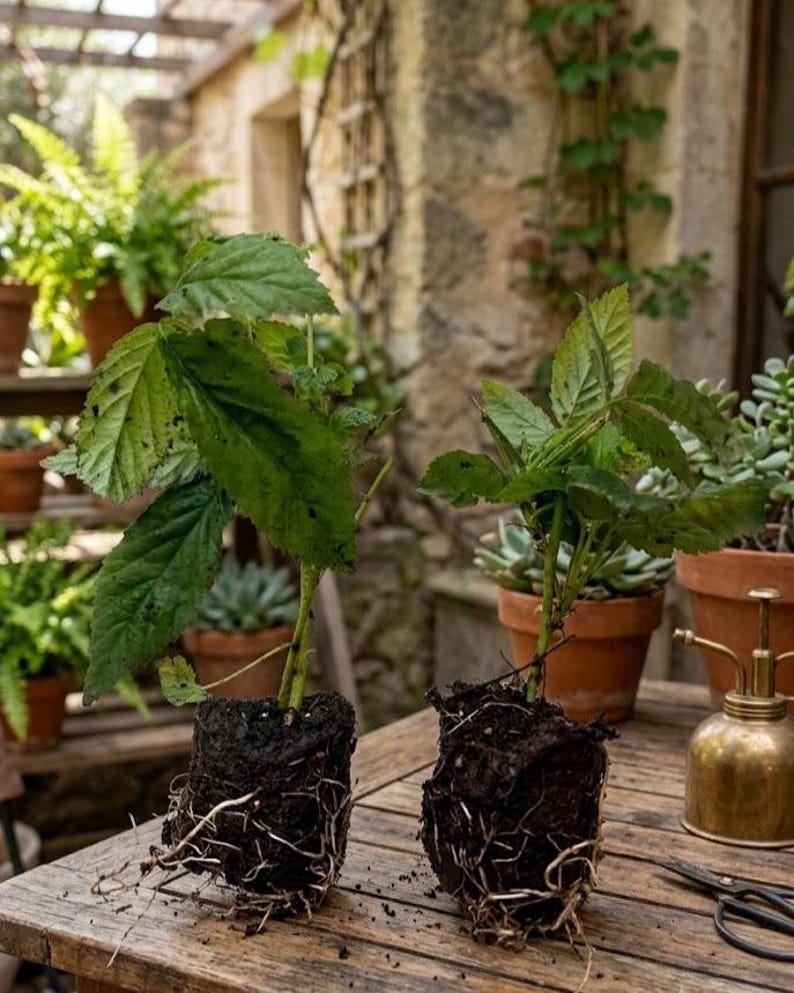 May include: Two green leafy plants with exposed root balls and dark soil, positioned on a wooden surface. The plants feature serrated leaves and visible white roots extending from the soil clumps, ready for transplanting into new containers.