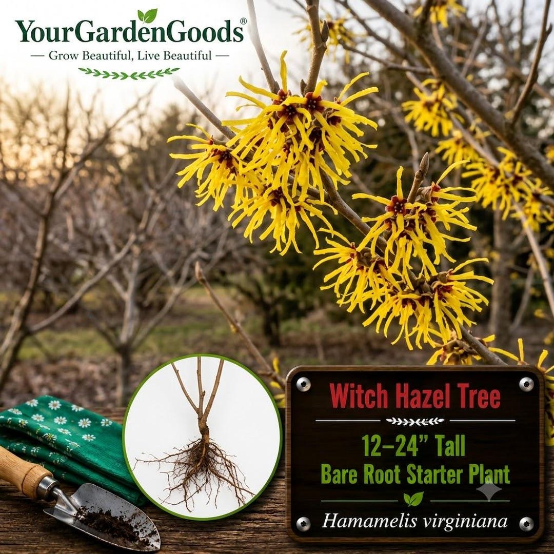 Witch Hazel Tree | Fragrant Yellow Fall Blooms, Native Bare Root ...
