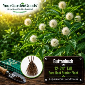 May include: A Buttonbush plant, Cephalanthus occidentalis, featuring white spherical flower heads and green leaves. An inset shows the bare root system of the plant. A sign displays the text: Buttonbush 12-24" Tall Bare Root Starter Plant.