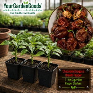 May include: Three green pepper seedlings in black square plastic pots. A circular inset shows a cluster of dark brown, wrinkled Chocolate Dragon's Breath peppers. A sign reads: Chocolate Dragon's Breath Pepper, 3 Live Super Hot Pepper Starters.