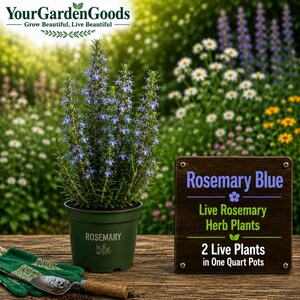 May include: A rosemary plant with blue flowers in a green plastic pot labeled ROSEMARY, next to a wooden sign reading Rosemary Blue Live Rosemary Herb Plants 2 Live Plants in One Quart Pots, and a pair of green gardening gloves with a small trowel.