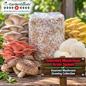 Gourmet Mushroom Grain Spawn Collections - 1 Pound