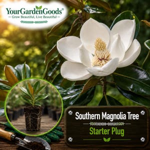 May include: A Southern Magnolia Tree starter plug with dark green leaves and a visible root system, displayed alongside a large white magnolia flower. The image includes the text YourGardenGoods and Southern Magnolia Tree Starter Plug.