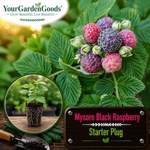 May include: A Mysore Black Raspberry starter plug plant with green leaves and a cluster of ripening berries in shades of red and dark purple. A rectangular sign displays the text Mysore Black Raspberry Starter Plug with four metal screws.
