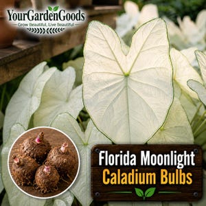 May include: Image of Florida Moonlight Caladium Bulbs. The image shows large, heart-shaped leaves with white and green edges. A close-up shows several brown bulbs with pink tips. The text "Your Garden Goods" is at the top.