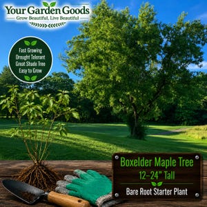 Boxelder Maple Tree Live Plant | Acer negundo | 12–24" Bare Root Starter Tree