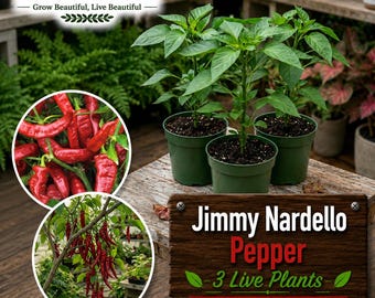 Jimmy Nardello Pepper 3 Live Plants  (75+ DAYS OLD)  - Sweet Italian Frying Chili
