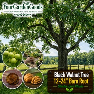 May include: An image showcasing a black walnut tree with green foliage and a thick trunk. The image includes close-up shots of walnuts, a seedling, and a cross-section of a walnut. Text on a wooden sign reads "Black Walnut Tree 12-24" Bare Root - Starter Live Plants".