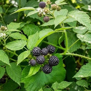 May include: A cluster of dark purple, textured blackberries growing on a green plant with serrated leaves. The plant features small white flowers and several unripe, light green berries attached to thin, thorny stems in a natural garden setting.