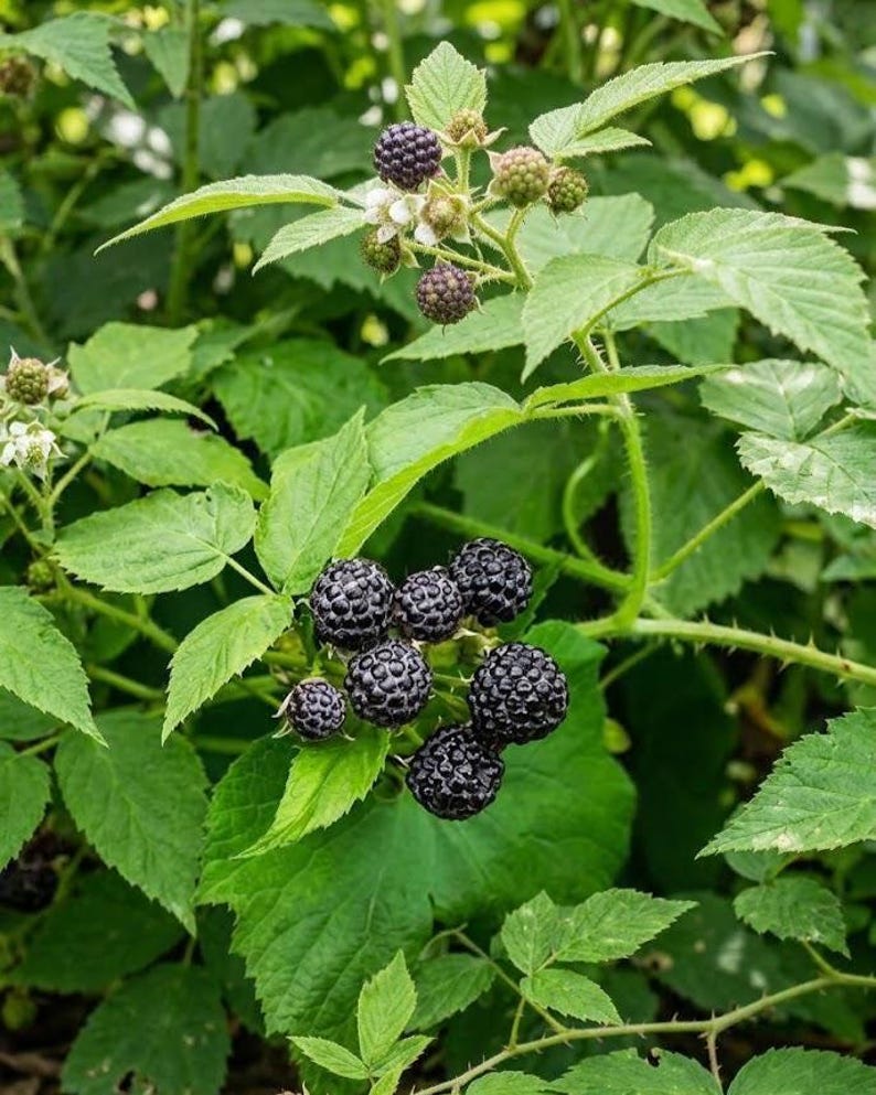 May include: A cluster of dark purple, textured blackberries growing on a green plant with serrated leaves. The plant features small white flowers and several unripe, light green berries attached to thin, thorny stems in a natural garden setting.