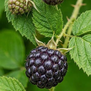 May include: A cluster of blackberries on a thorny green vine. One large, ripe, dark purple-black berry is in the foreground, while a smaller, unripe green berry and a partially ripened dark berry are visible on the stems above with serrated leaves.