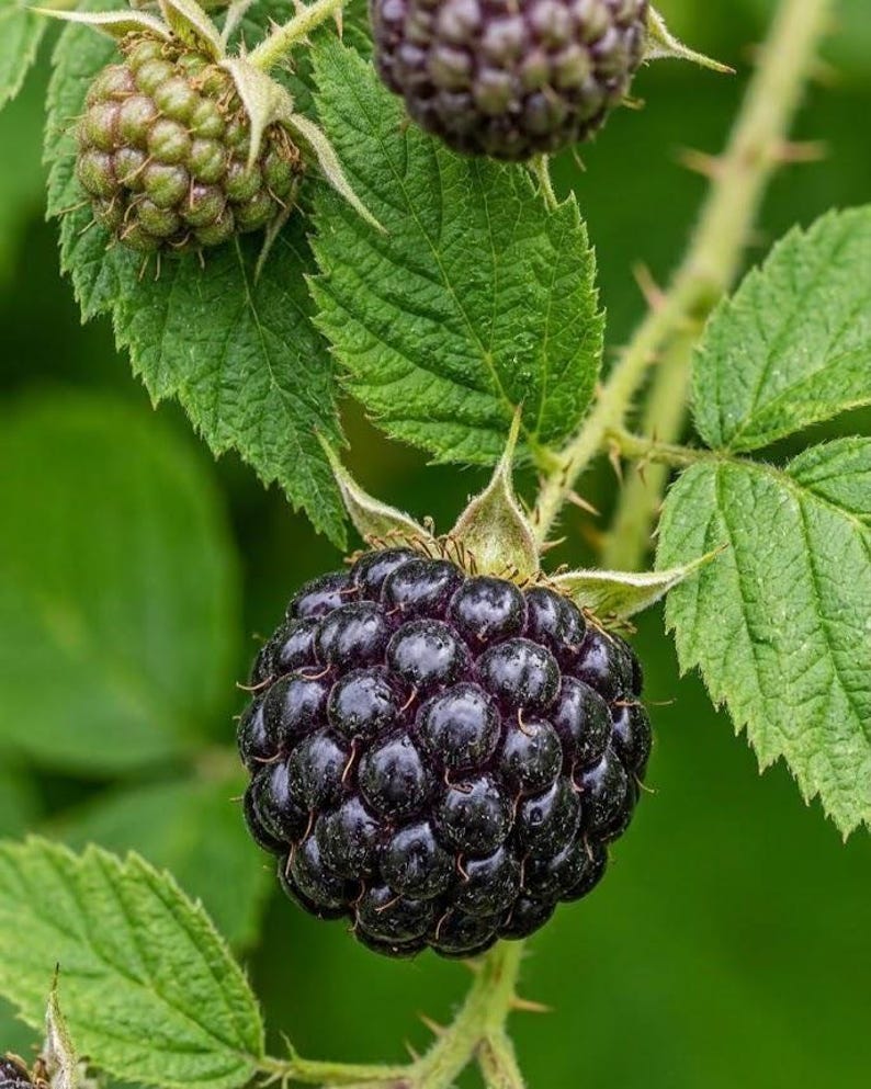 May include: A cluster of blackberries on a thorny green vine. One large, ripe, dark purple-black berry is in the foreground, while a smaller, unripe green berry and a partially ripened dark berry are visible on the stems above with serrated leaves.