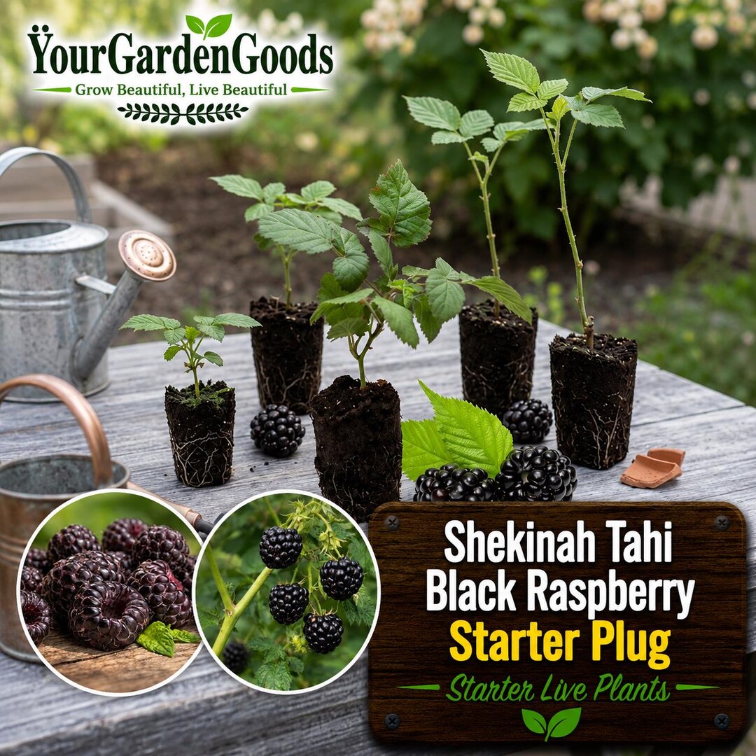 Shekinah Tahi Black Raspberry Plants – Gourmet Bare Root Canes, Sweet ...