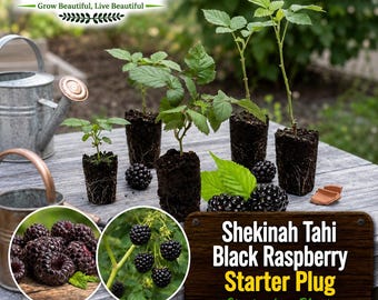 May include: An outdoor shot features several Shekinah Tahi Black Raspberry Starter Plug plants in small containers, alongside ripe blackberries and leaves. A wooden sign displays the plant name. A watering can and a metal basket are also visible.