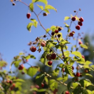May include: A raspberry plant with thin, woody stems and vibrant green, serrated leaves. The plant features numerous small, round, red raspberries in various stages of ripeness, hanging from delicate branches against a clear blue sky background.