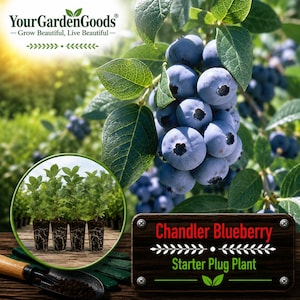 May include: A Chandler Blueberry starter plug plant shown in a circular inset, featuring four small green saplings with visible root systems. The image includes text reading YourGardenGoods and Chandler Blueberry Starter Plug Plant.