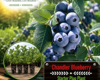 May include: A Chandler Blueberry starter plug plant shown in a circular inset, featuring four small green saplings with visible root systems. The image includes text reading YourGardenGoods and Chandler Blueberry Starter Plug Plant.