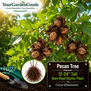 Pecan Tree Starter Plant | 12-24" Bare Root Carya illinoinensis, Hardy Nut Tree