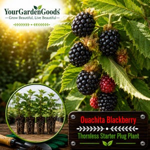 May include: A cluster of ripe black and red blackberries on a green leafy vine. An inset circle shows four small starter plug plants with visible roots. A wooden sign reads: Ouachita Blackberry, Thornless Starter Plug Plant.