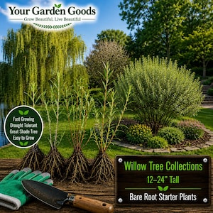 May include: Four bare root willow starter plants with exposed roots, a green gardening glove, and a hand trowel. Text includes Your Garden Goods, Fast Growing Drought Tolerant Great Shade Tree Easy to Grow, and Willow Tree Collections 12-24" Tall.
