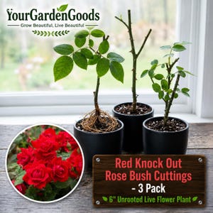 May include: Three Red Knock Out Rose Bush cuttings in black pots, each about 6 inches tall. The cuttings have green leaves and visible roots. A circular inset shows vibrant red roses. The sign reads "Red Knock Out Rose Bush Cuttings - 3 Pack 6" Unrooted Live Flower Plant."