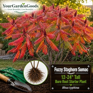 May include: A Fuzzy Staghorn Sumac plant with vibrant red and orange autumn foliage and upright seed heads. A circular inset shows the bare root system. A sign reads: Fuzzy Staghorn Sumac, 12-24" Tall, Bare Root Starter Plant, Rhus typhina.