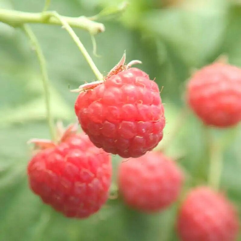 Prelude Raspberry Canes – Early Red Bare Root Plants, Rubus idaeus Starter image 3