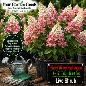 May include: A Pinky Winky Hydrangea live shrub in a black plastic pot, featuring cone-shaped flower clusters that transition from white to pink. A galvanized metal watering can, green gardening gloves, and a small trowel are placed nearby.