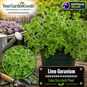 May include: A potted Lime Geranium plant with vibrant green, deeply lobed, and ruffled leaves. The plant is displayed in a dark green plastic pot, accompanied by a wooden sign labelled Lime Geranium Tube Size Herb Plant and a metal watering can.