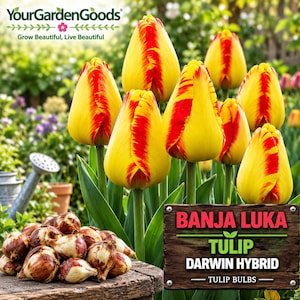 May include: A cluster of yellow and red Banja Luka Darwin Hybrid tulip bulbs resting on a wooden surface next to a wooden sign with the text Banja Luka Tulip Darwin Hybrid Tulip Bulbs, with blooming yellow and red tulips in the background.