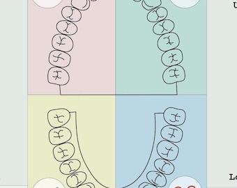 Permanent dentition, teeth, tooth, dental, dentistry , Dentalschool, Dentalstudents, Dentalproject, DentistryIllustrations, dentalinstrument