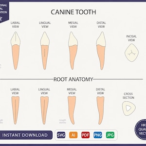 Teeth anatomy Guide for dental students, Teeth Illustration Learning (Digital Download)