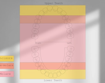 Permanent dentition, teeth, tooth, dental, dentistry , Dentalschool, Dentalstudents, Dentalproject, DentistryIllustrations, dentalinstrument