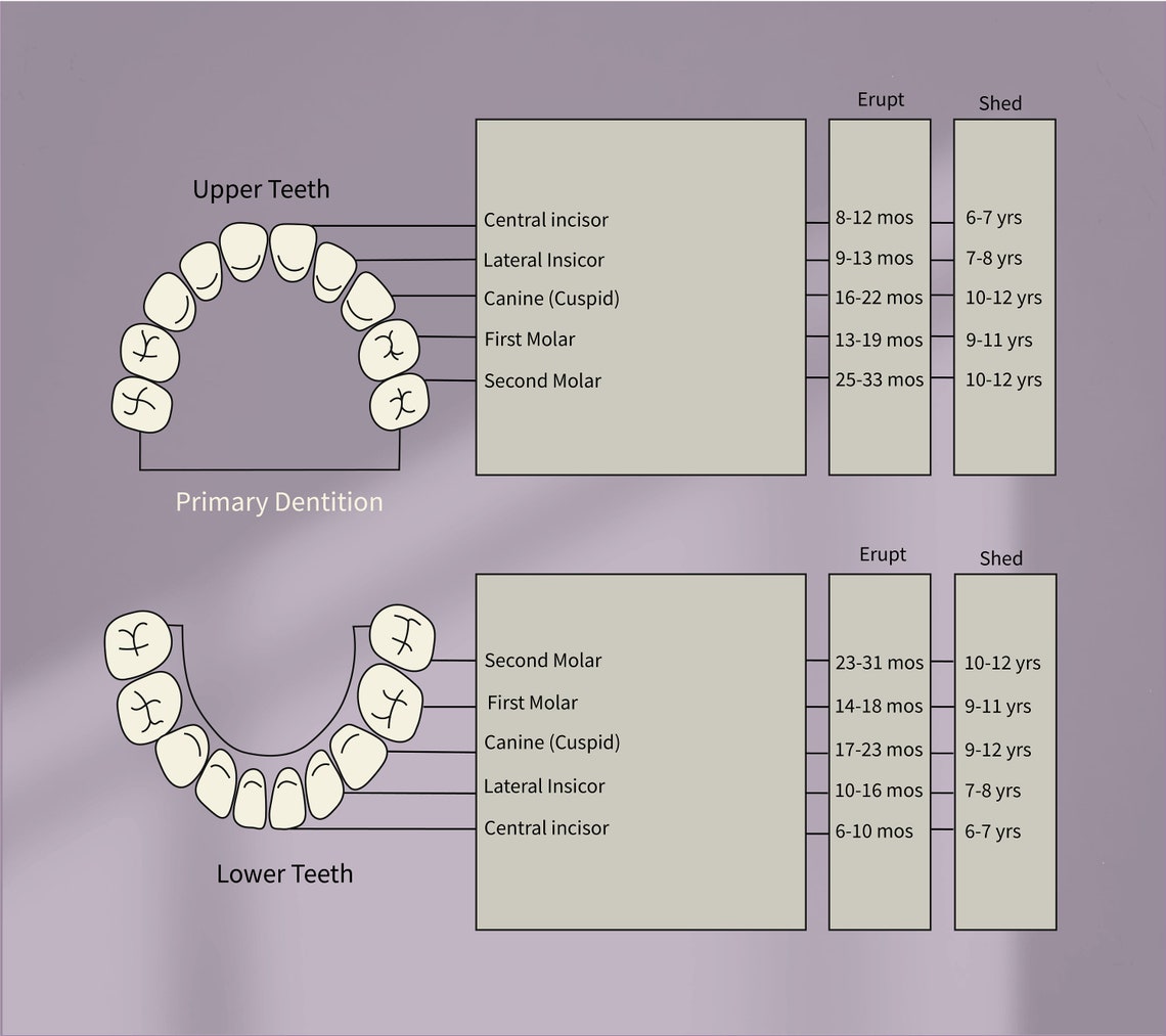 Primary Teeth Eruption Chart Illustration (digital Download) - Etsy