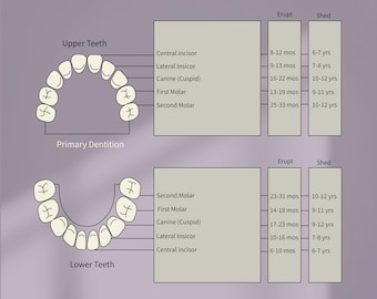 Primary teeth eruption age illustration, teeth png, babytooth shed age,tooth fairy png ,teeth sticker, DentalIllustrations, Dental sag
