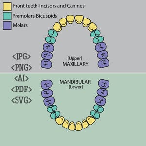 Ilustración vectorial de los dientes permanentes / Gráfico de anatomía dental Descarga digital