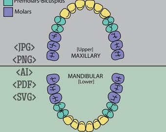 Permanent Teeth Vector Illustration | Dental Anatomy Chart Digital Download