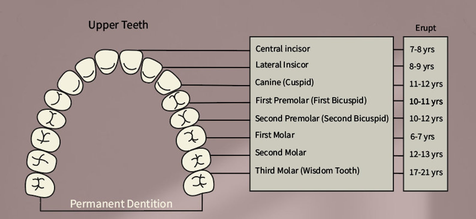 Permanent Dentition, Teeth, Tooth, Dental, Dentistry , Dentalschool ...
